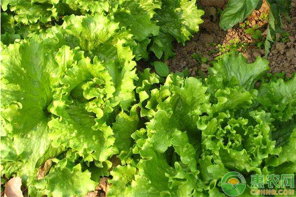 生菜的生物特性及高效種植方法
