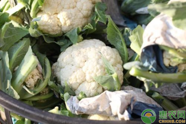 花椰菜綠色無公害生產(chǎn)技術(shù)規(guī)程