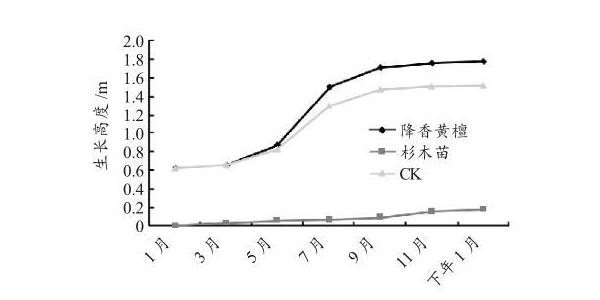 探究廣西降香黃檀幼齡林四種套種發(fā)展模式