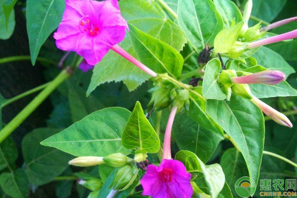 紫茉莉怎么種？