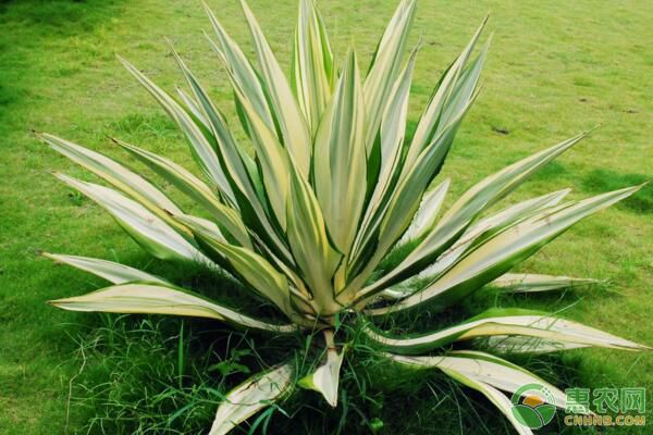廣西南寧龍舌蘭科植物繁殖及病蟲害防治