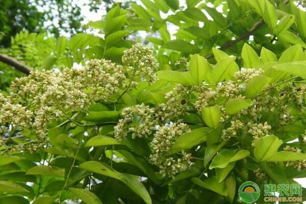 探究廣西降香黃檀幼齡林四種套種發(fā)展模式