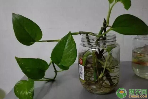 綠蘿實驗
