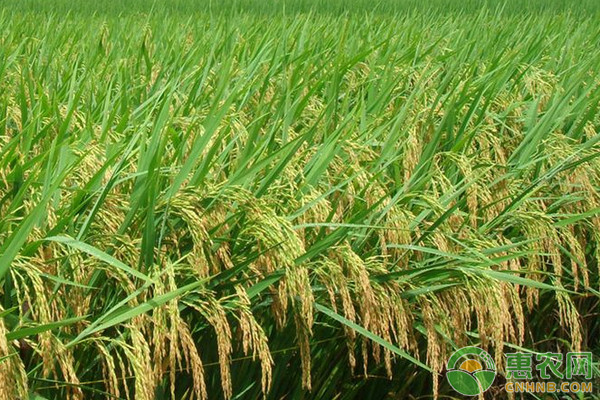 蝦田有機(jī)水稻高產(chǎn)栽培技術(shù)