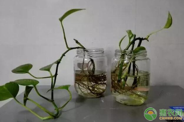 綠蘿實驗