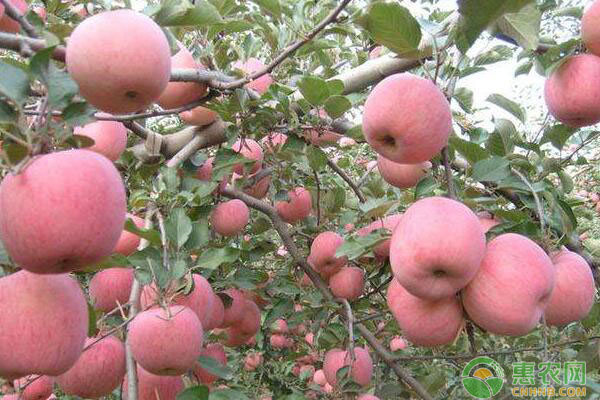渭北长武县苹果蛀果类害虫绿色防治技术