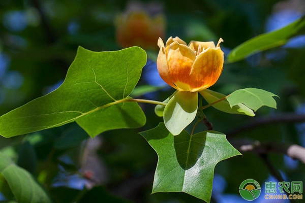 瀕危植物鵝掌楸育苗與造林技術(shù)