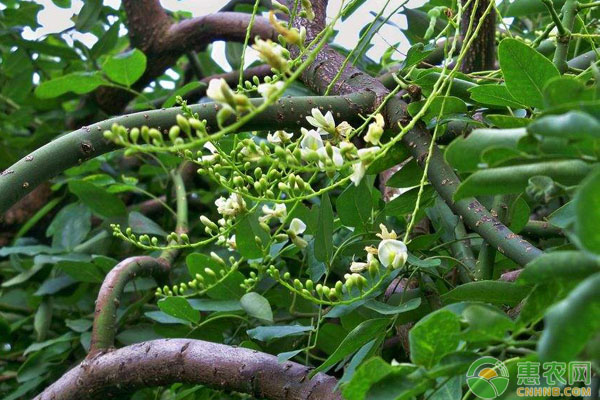 槐葉養(yǎng)雞好處