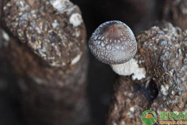 桂林地區(qū)桑枝栽培香菇實用生產(chǎn)技術(shù)