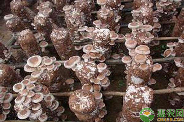 桂林地區(qū)桑枝栽培香菇實用生產(chǎn)技術(shù)