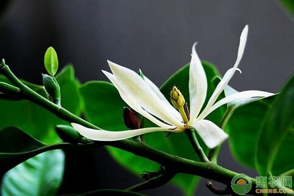 白蘭花
