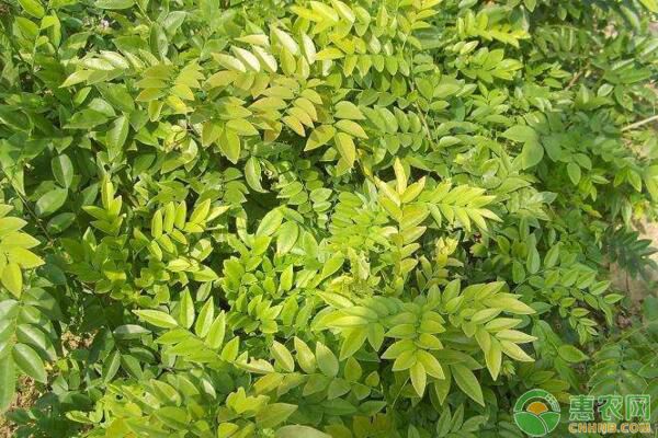 川南地區(qū)引種降香黃檀造林試驗(yàn)初報(bào)