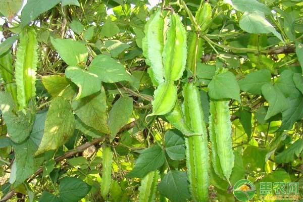 四棱豆怎么種植？海南地區(qū)長棱巨霸的主要栽培技術(shù)