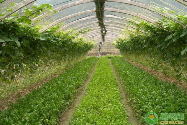 各种杀菌剂类别、品种、防治对象介绍