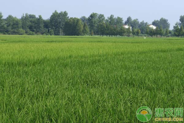各种杀菌剂类别、品种、防治对象介绍