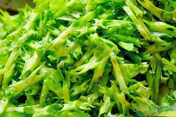 四棱豆怎么種植？海南地區(qū)長棱巨霸的主要栽培技術(shù)