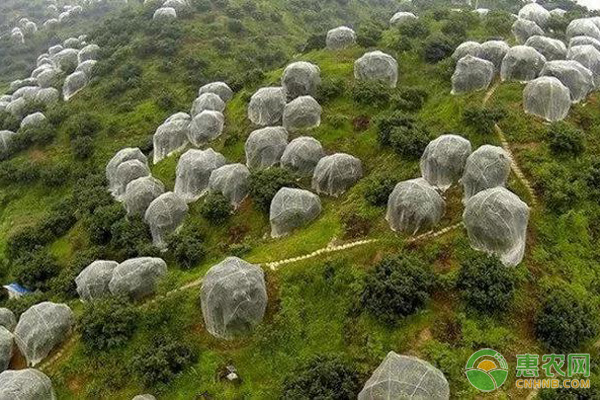 秋梢期木虱防治