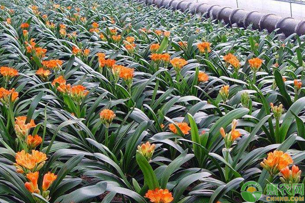 花卉病害怎么防治？家庭花卉常見病害的防治方法