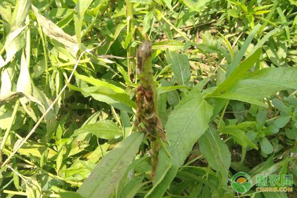 桃苗黏蟲(chóng)防控