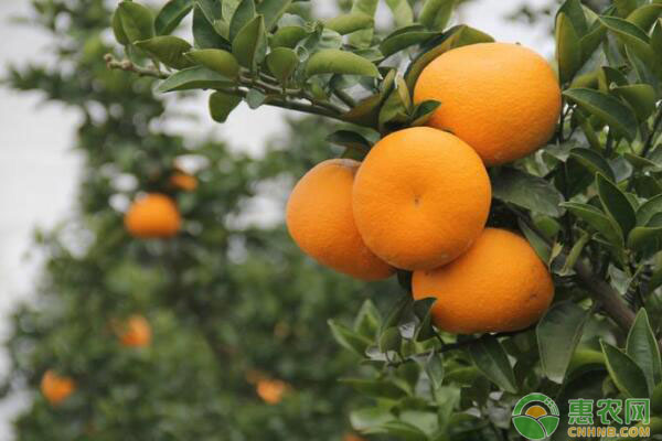 我國(guó)柑橘砧木現(xiàn)狀及存在問(wèn)題（附對(duì)策建議）