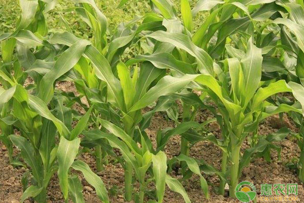 玉米大小苗調(diào)整