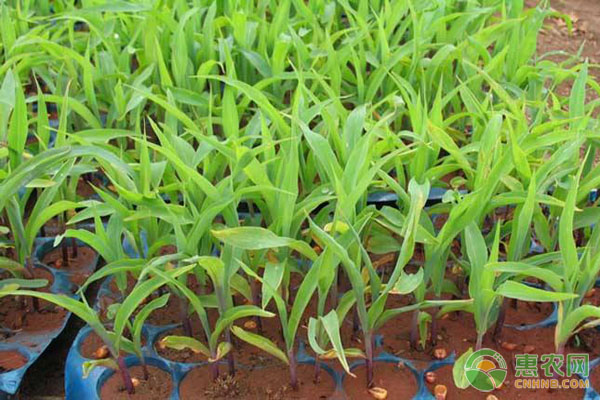 玉米大小苗調(diào)整方法