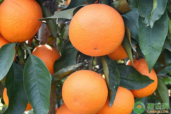 我國(guó)柑橘砧木現(xiàn)狀及存在問(wèn)題（附對(duì)策建議）