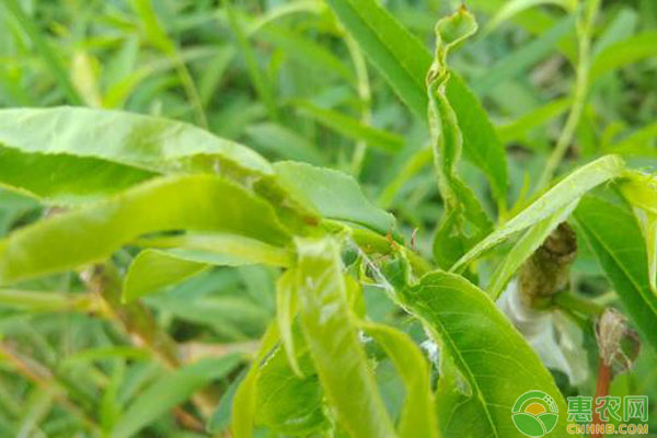桃苗黏蟲(chóng)