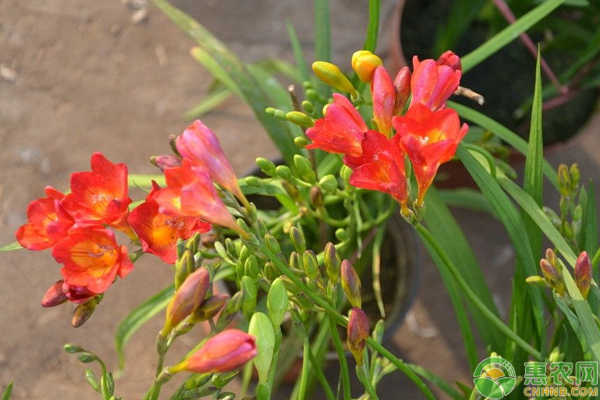 花香濃郁的小蒼蘭怎么種？
