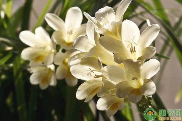 花香濃郁的小蒼蘭怎么種？淺談小蒼蘭栽培管理技巧