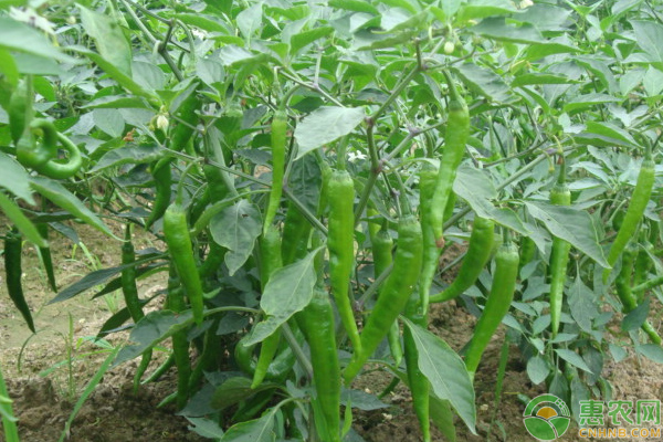 生態(tài)辣椒怎么種？淺談露地生態(tài)辣椒栽培管理技巧