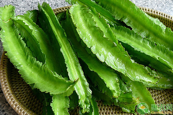 四棱豆怎么種？