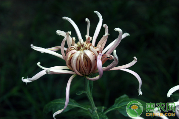 案頭菊怎么培育？案頭菊培育方法與管理