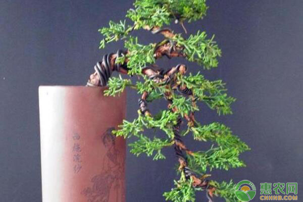 樹木類微型盆景怎樣制作？樹木類微型盆景制作要點