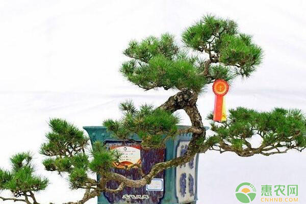 樹木類微型盆景怎樣制作？樹木類微型盆景制作要點