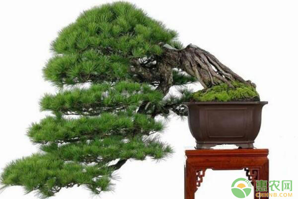 樹木類微型盆景怎樣制作？樹木類微型盆景制作要點