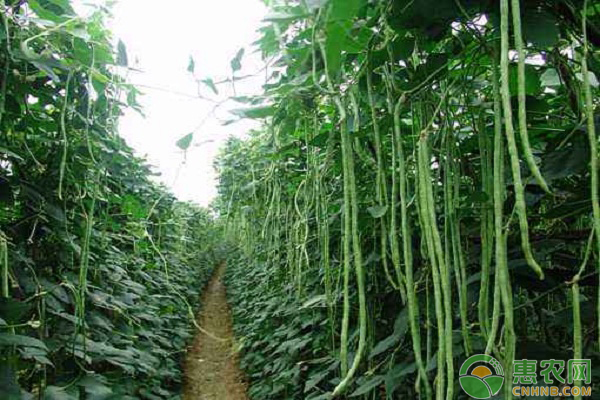 淺談節(jié)能日光溫室豇豆栽培管理技術(shù)