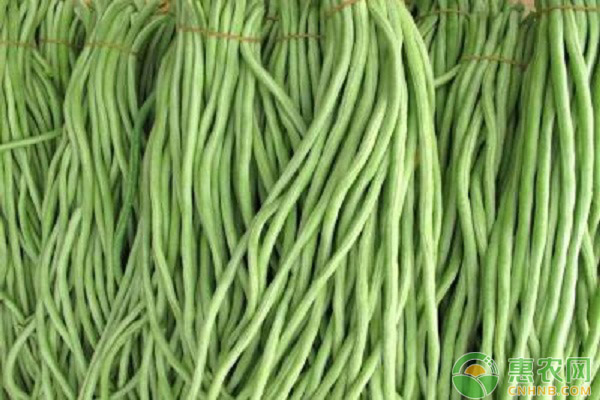 淺談節(jié)能日光溫室豇豆栽培管理技術(shù)