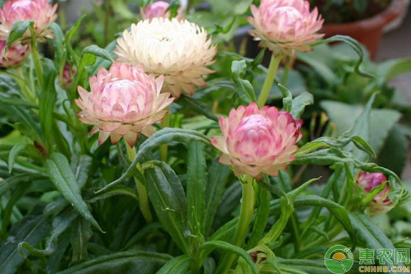 麥稈菊栽培養(yǎng)護管理技巧