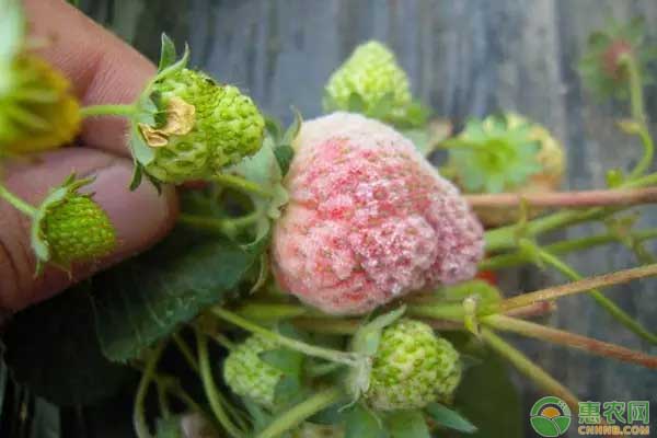 夏季草莓常見病蟲害有哪些？該如何防治？