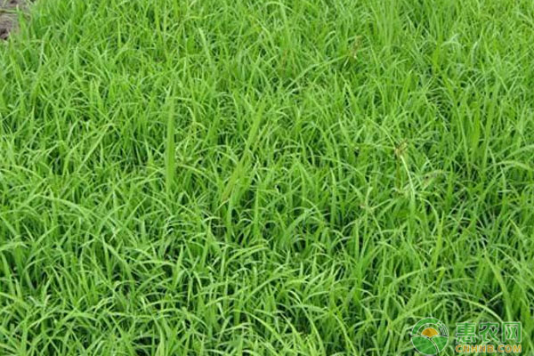 簡(jiǎn)介現(xiàn)階段我國(guó)水稻收割機(jī)推廣應(yīng)用中存在問(wèn)題