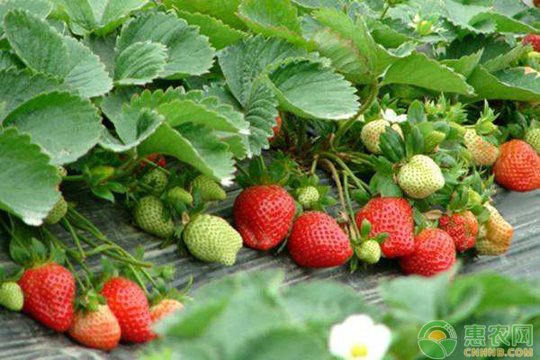 夏季草莓常見病蟲害有哪些？該如何防治？