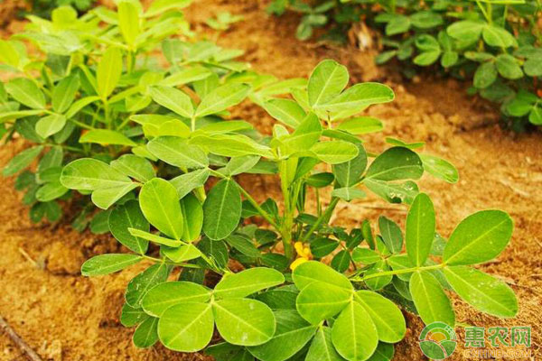 花生葉面肥要點