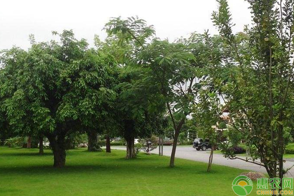 園林反季節(jié)怎么管理？淺談園林反季節(jié)種植的管理技巧