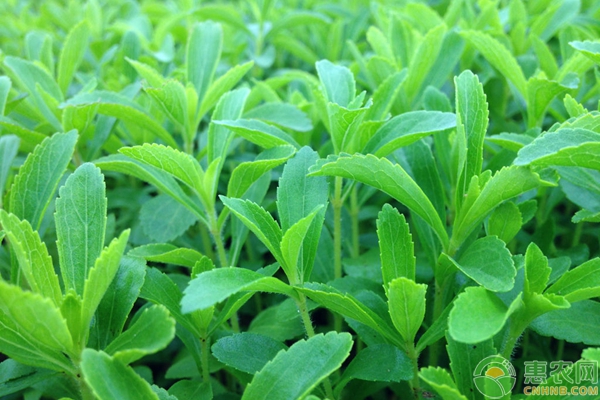 甜葉菊種植