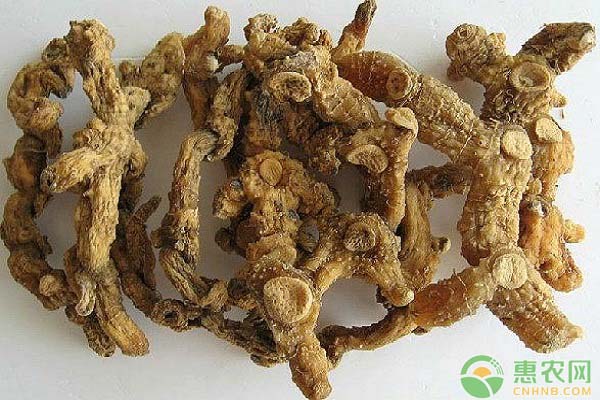 中藥黃精現(xiàn)代植物志記載黃精屬資源分布及變化