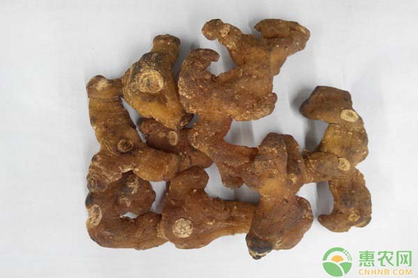 中藥黃精現(xiàn)代植物志記載黃精屬資源分布及變化