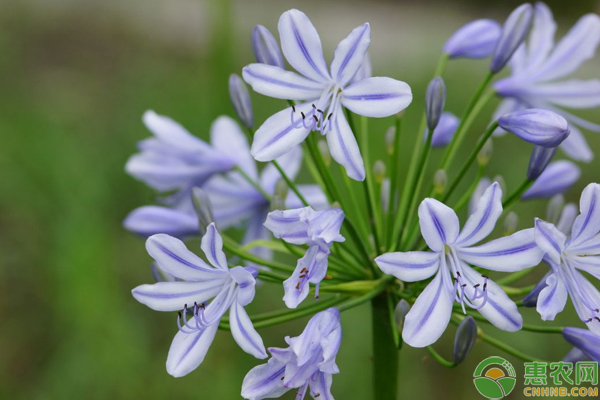 花型優(yōu)雅的百子蓮栽培養(yǎng)護(hù)技巧