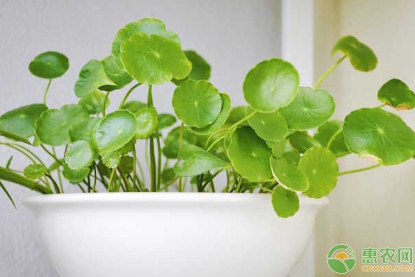 銅錢草養(yǎng)殖