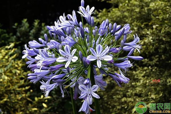 百子蓮怎么種？花型優(yōu)雅的百子蓮栽培養(yǎng)護(hù)技巧